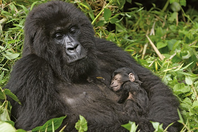 Gorilla-Mutter mit ihrem Jungen