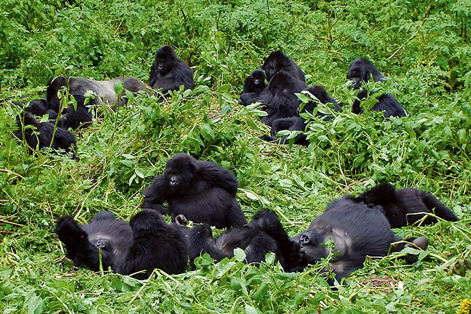 Programme du jour pour suivre les traces des gorilles