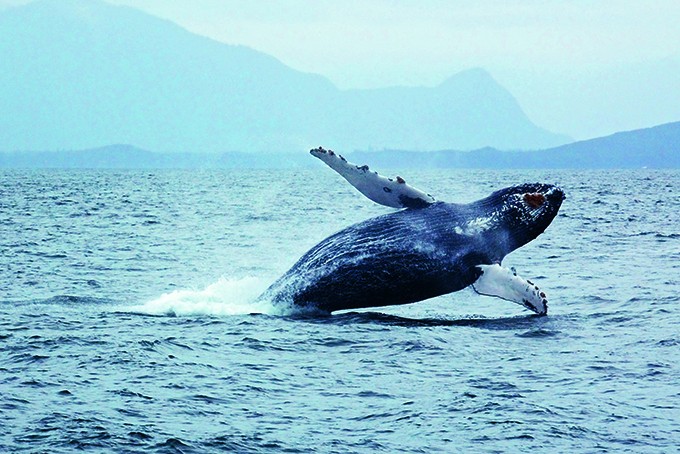 Buckelwal gesichtet auf einer Whale Watching-Tour