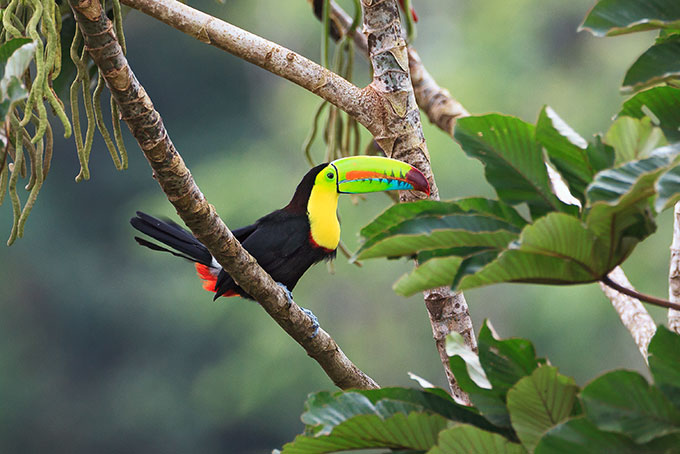 Costa Rica – ein grünes Paradies