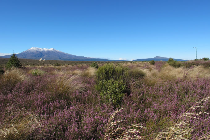 Tongariro Nationalpark mit Blick auf Mt. Ruapehu und Mt. Ngauruhoe
