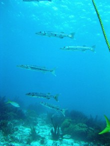 Barracudas près du site de Margate Bay