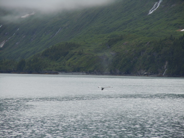 Baleine grise à proximité du détroit du Prince William