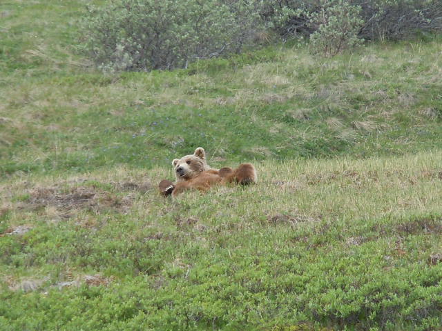 Grizzli dans le parc national de Denali