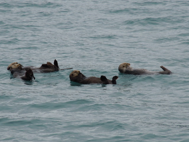 Sind die Seeotter beim Prince William Sound nicht süss?
