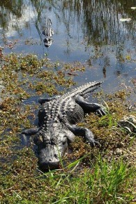 Alligator, Everglades Nationalpark