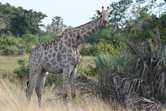 Giraffe im Okavango Delta