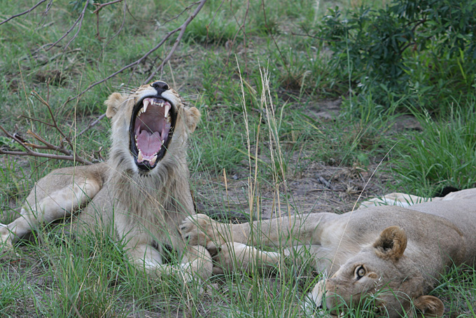 Löwe mit Löwen Mamma