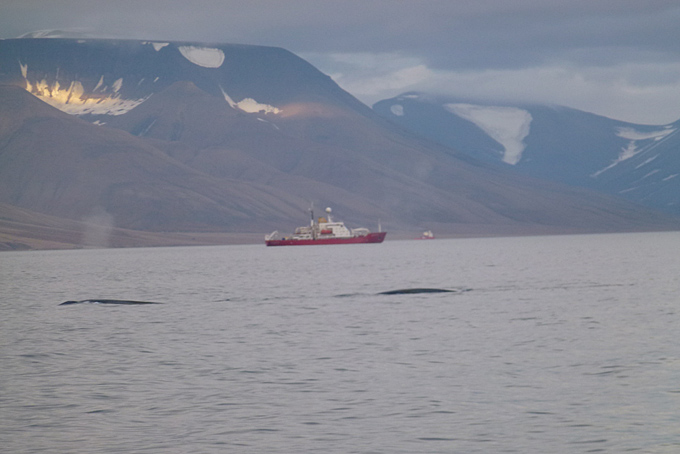 Baleines bleues dans l'Isfjord
