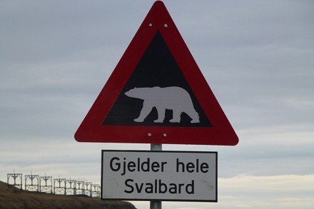 Warnung von Eisbären