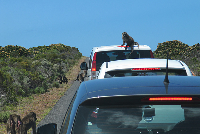 Freche Affen im Nationalpark des Kap der Guten Hoffnung