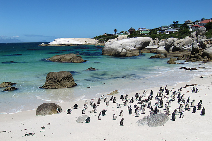 Pinguine am Bolders Beach