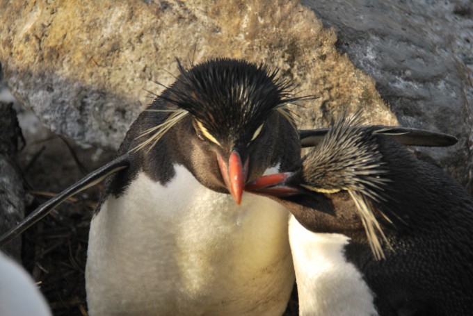 Makaroni-Pinguine