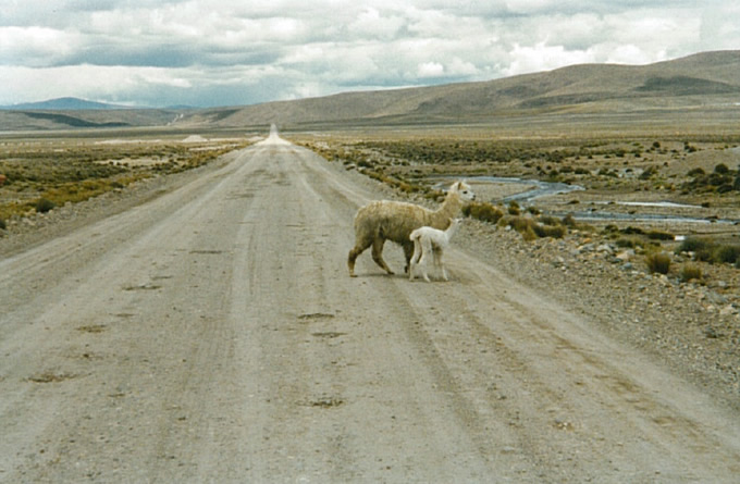 Lamas sur la route de Colca