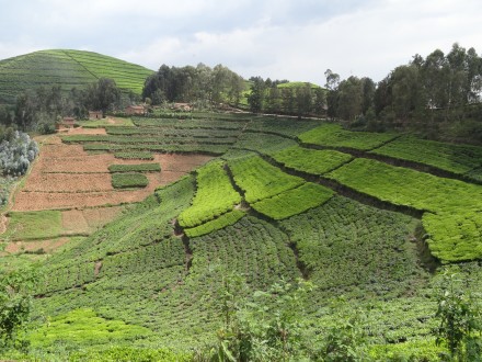 Ideales Klima für den Teeanbau