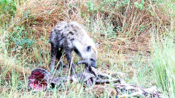 Junge Hyäne verzehrt Impalaknochen