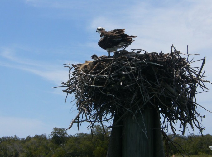 Un aigle sur son nid dans les Everglades