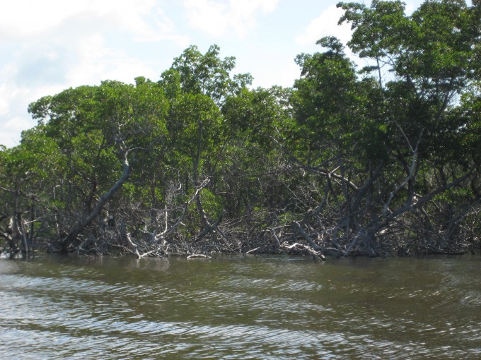 La mangrove est omniprésente dans les Everglades 