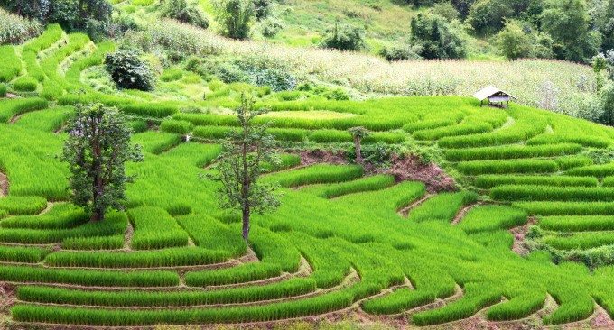 Reisfelder in Chiang Mai