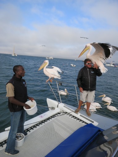 Pelikane besuchen uns auf dem Katamaran