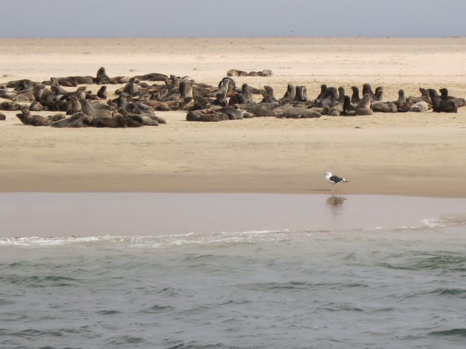 Seelöwen in der Walvis Bay