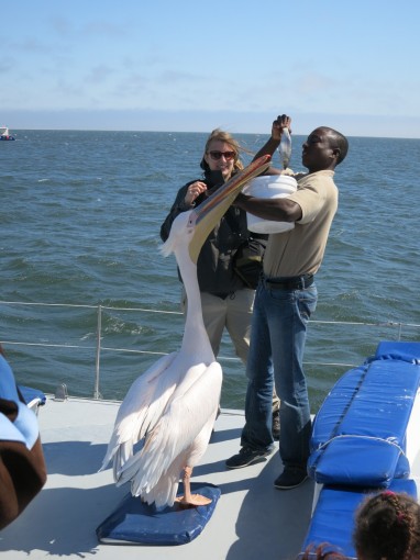 Diese Pelikane werden bis zu 1.6 Meter gross und haben bis zu 2.80 Meter Flügelspannweite