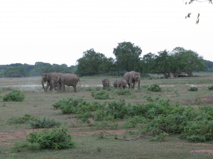 Wilde Elefanten im Yala Nationalpark