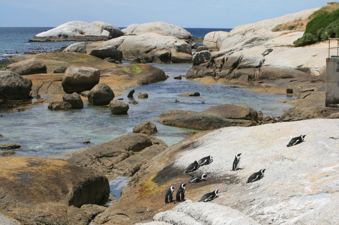 Pinguine bei Simons Town
