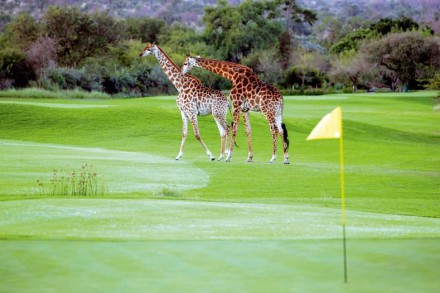 golfpauschale-luxuszugreise-zu-den-golfplaetzen-afrikas_3