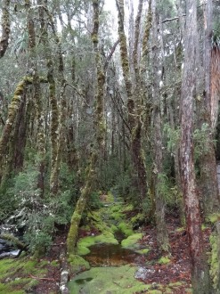 Regenwald im Cradle Mountain-Nationalpark