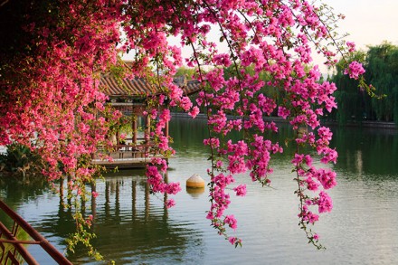 Blütenzauber in Kunming