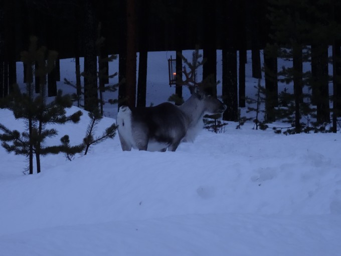 Ein wildes Rentier in Lappland