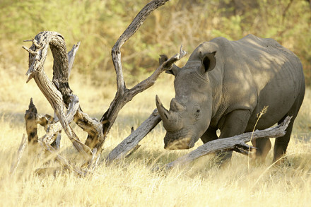 Südafrikas riesige Tierwelt: Ein Breitmaulnasshorn