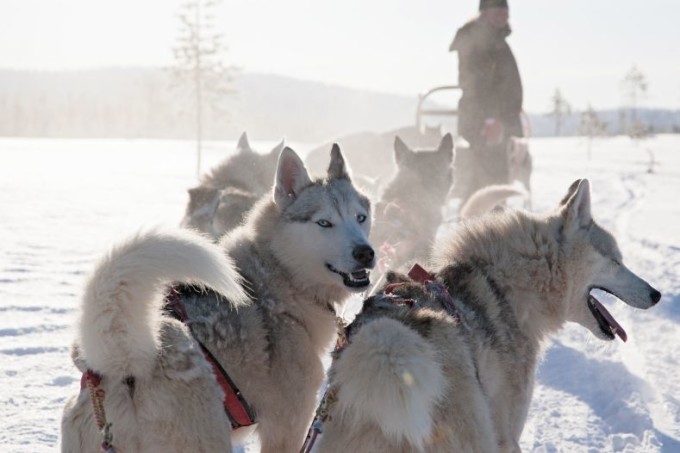 Hundeschlittensafari in Lappland erleben