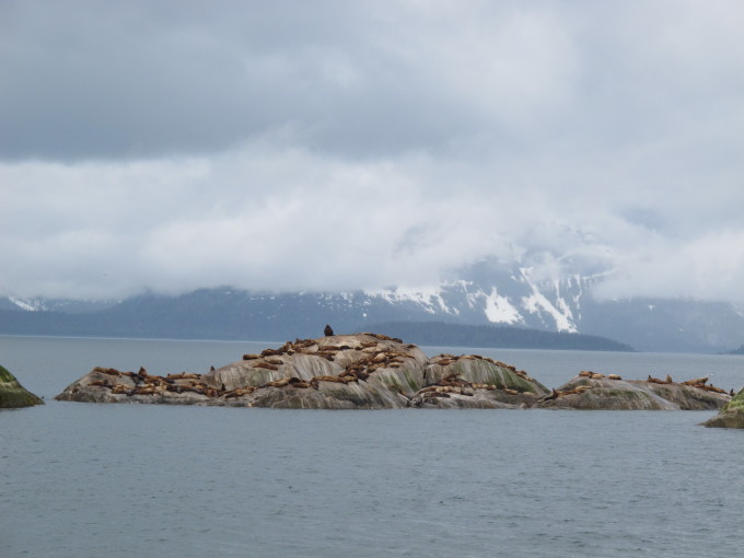 Seelöwen im Glacier Bay Nationalpark