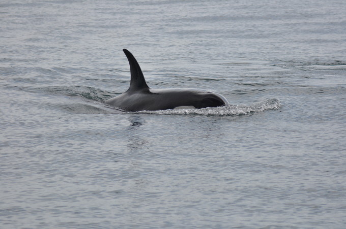 Orca im Kenai Fjords Nationalpark 