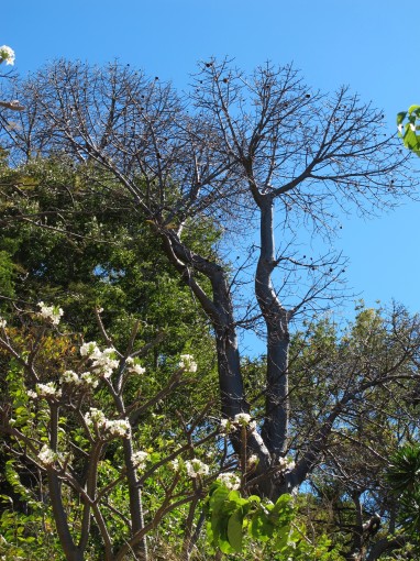 Ein Baobab Baum