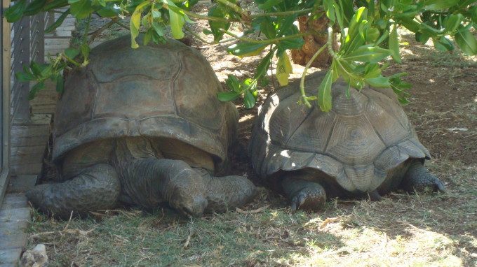Schlidkröten in der Beobachtungsstation von St. Leu Kelonia
