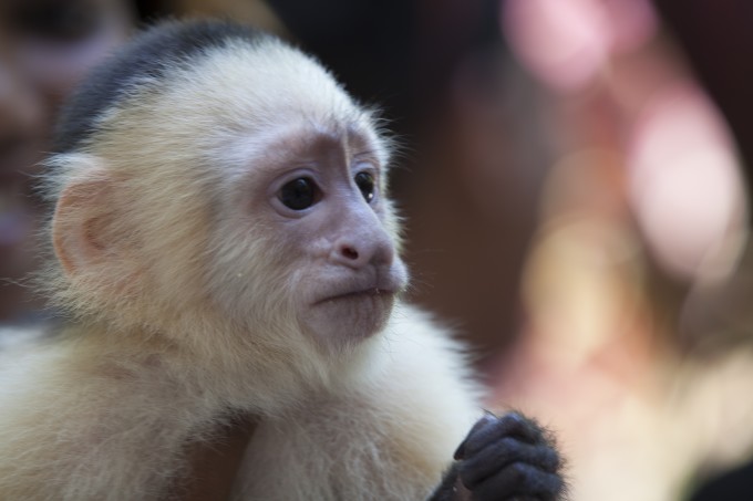 Affen beobachten im Monkey Jungle Miami (Photo Credit: Greater Miami Visitors & Convention Bureau)