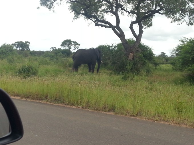 Elefant versperrt den Weg