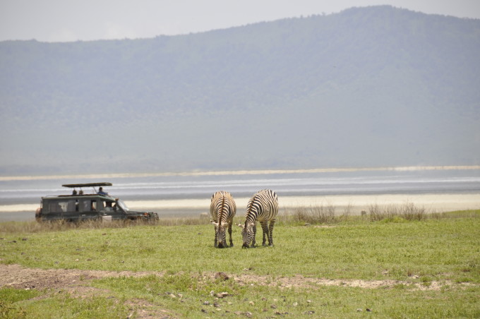 Zebras grasen beim «Hippo Pool»
