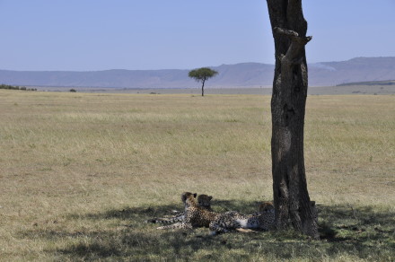 Auf der Safari wilde Tiere beobachten