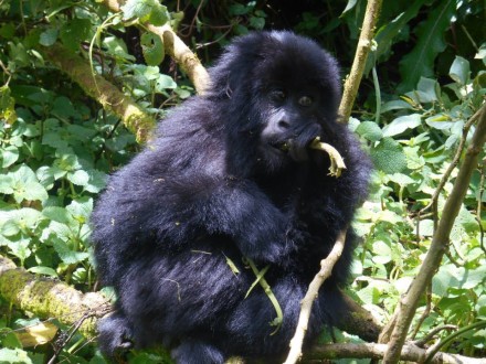Beobachtung der Gorillas