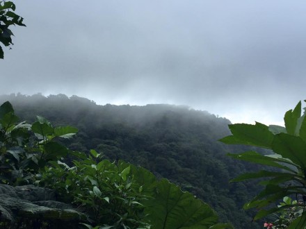 Regenwald Monte Verde