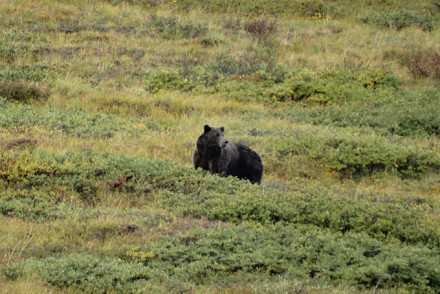 Grizzley im Denali Nationalpark