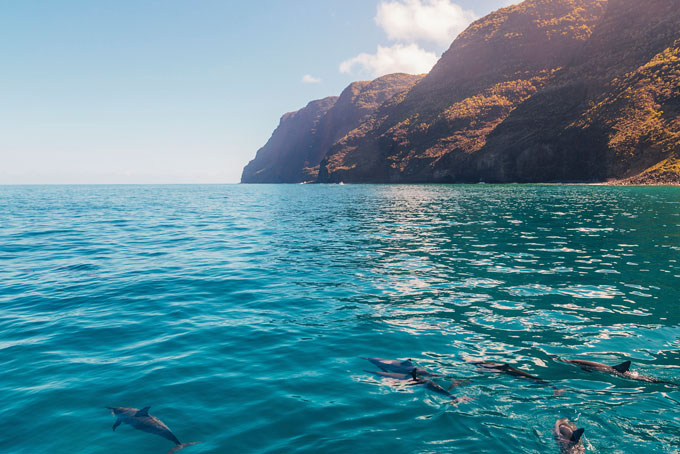 Frei lebende Delphine an der Na Pali-Küste 