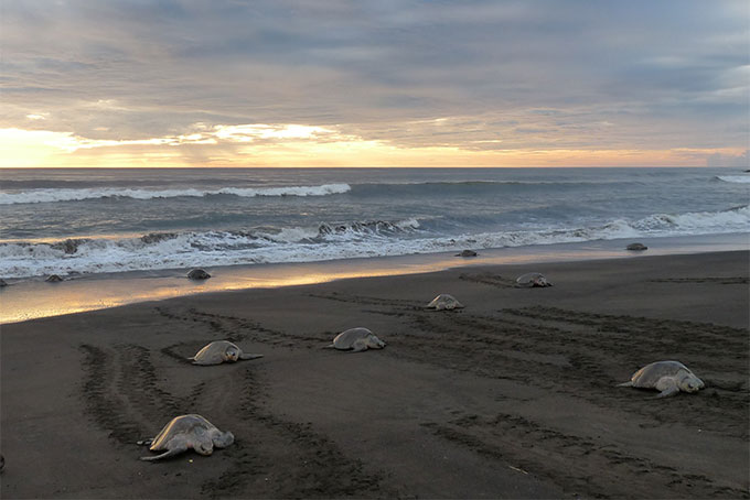 Schildkröten «Arribada» an der Pazifikküste von Costa Rica