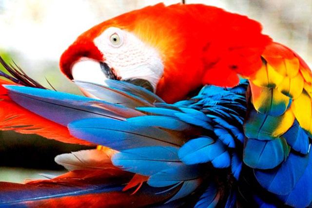Ein Roter Ara-Papagei