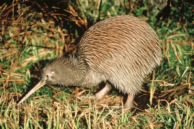 Der Kiwi, das Nationaltier Neuseelands