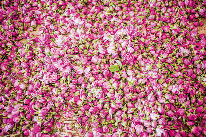 Marokko: Farbenprächtiges Rosenfest